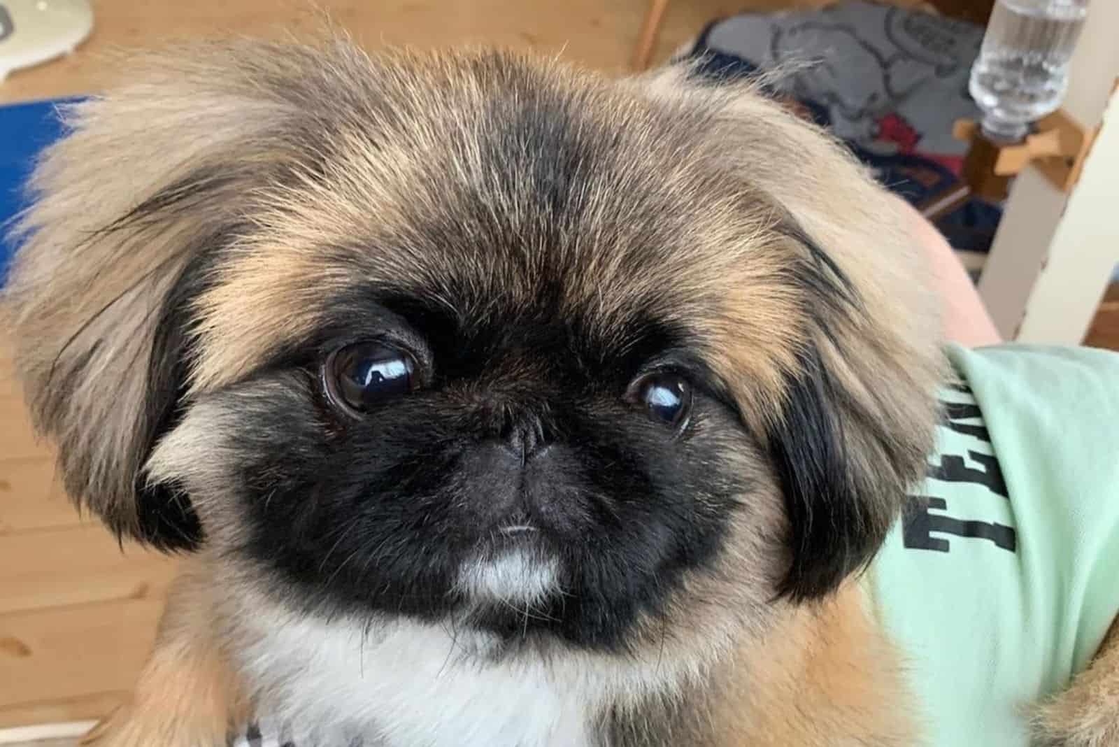 Pekingese Shih Tzu Mix: A Breed You Have To Explore