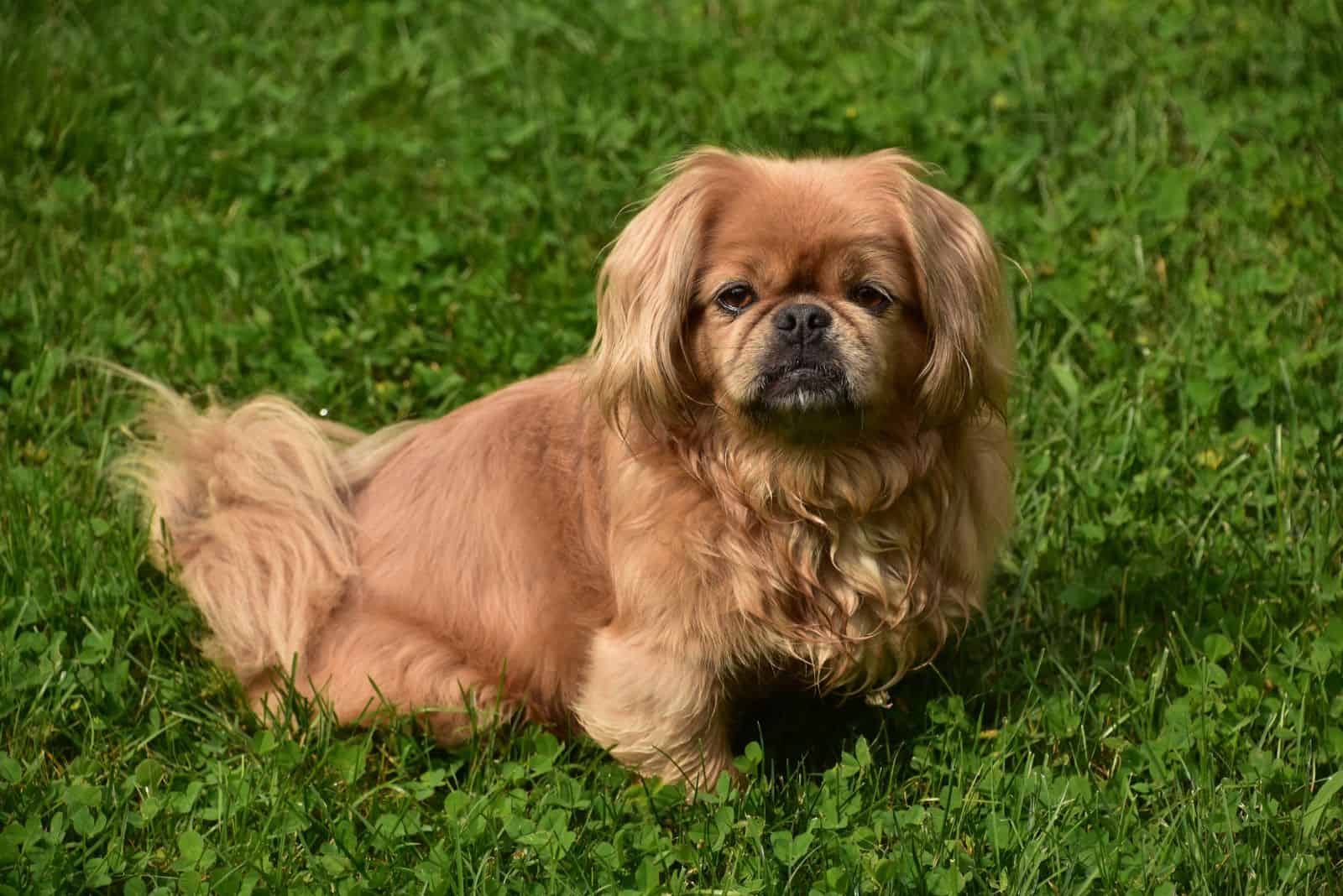 Pekingese sitting in the garden