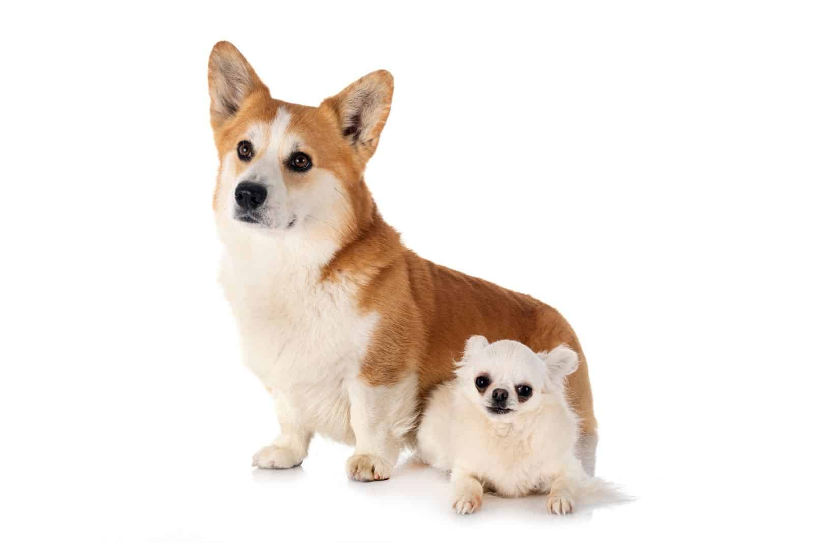 Pembroke Welsh Corgi and chihuahua sitting down on white background