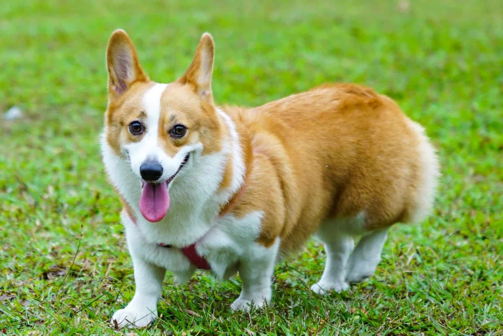 pembroke welsh corgi walking in the field