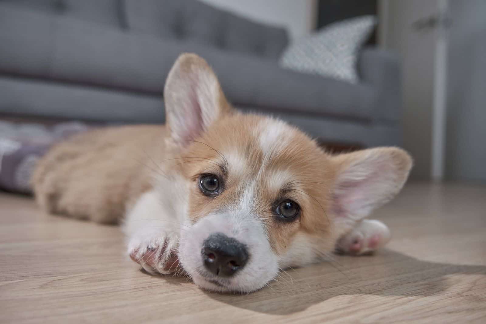 Pembroke Welsh Corgi puppy lying down on the floor