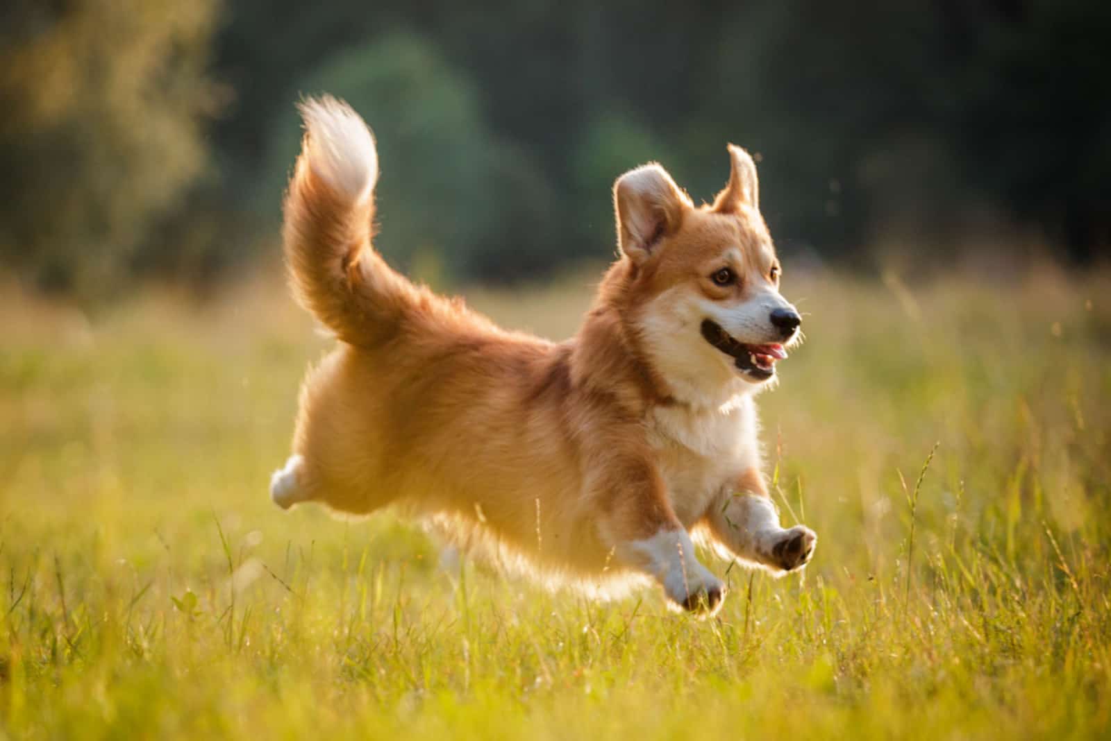 Pembroke Welsh Corgi running across the field