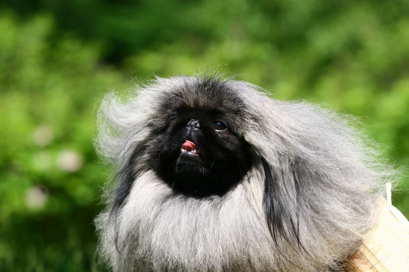 pekingese with black mask