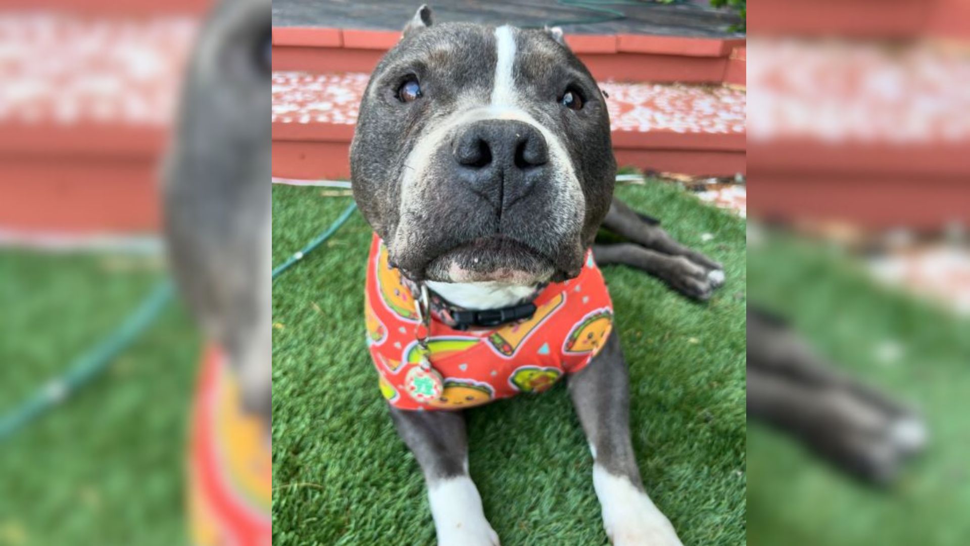 People Called This 14-Year-Old Pittie A ‘Hospice Patient’, Now They Think He’s Aging Backwards