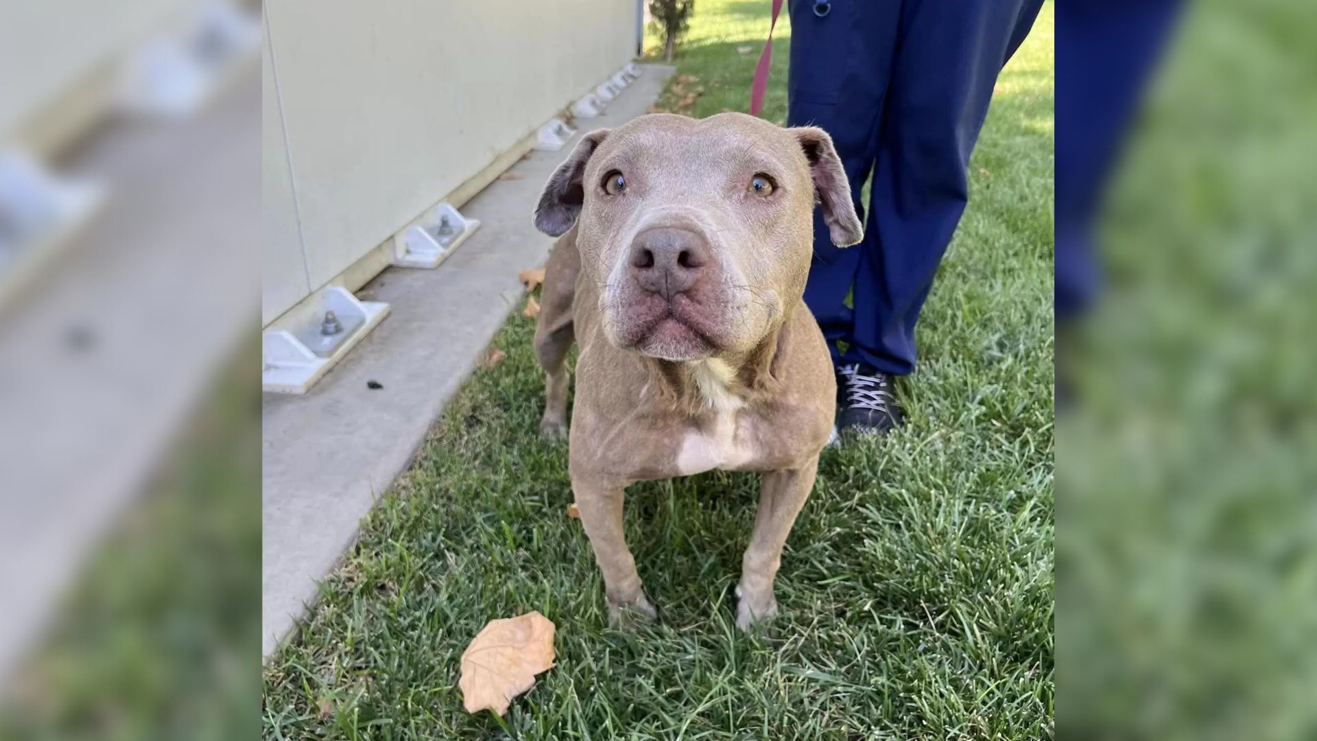 Rescuers Discover A Pawdorable Secret After Saving A Sweet, Exhausted Pit Bull