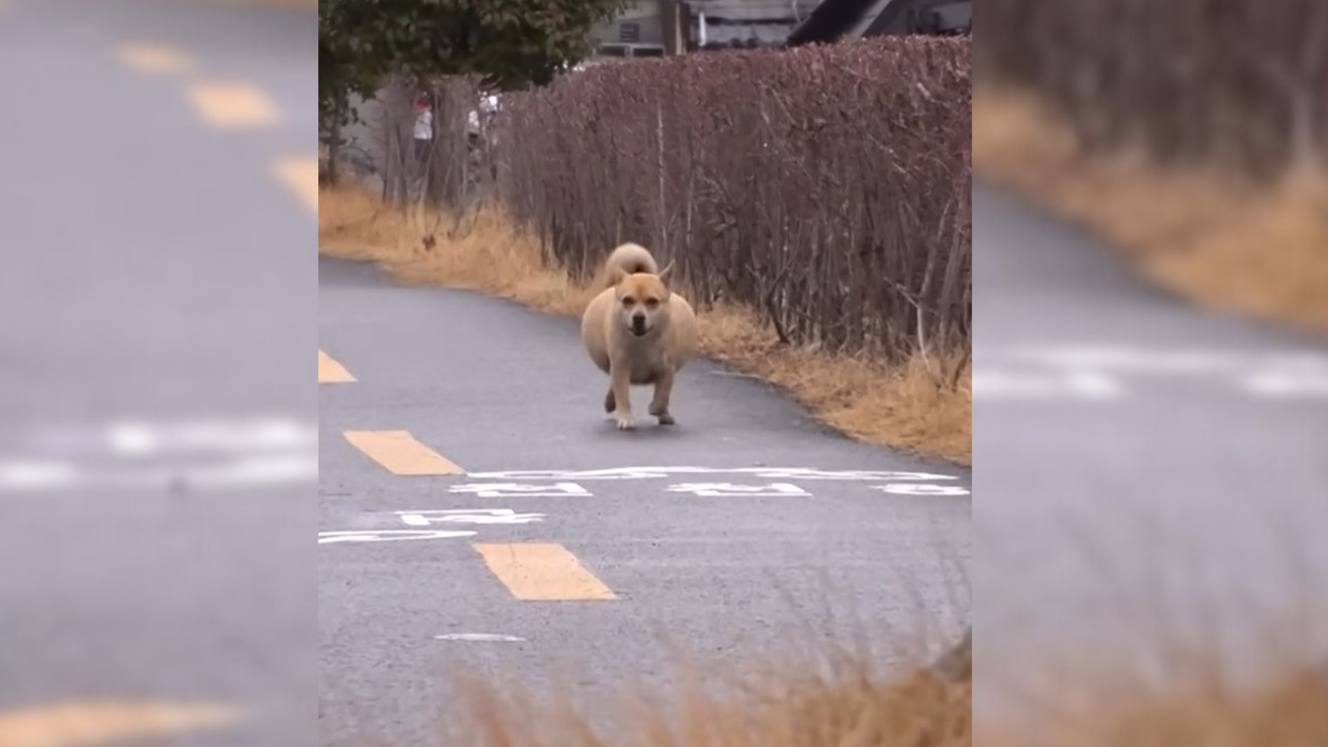 Rescuers saved a dog with an unusually large belly and took him to the vet to find out what was wrong