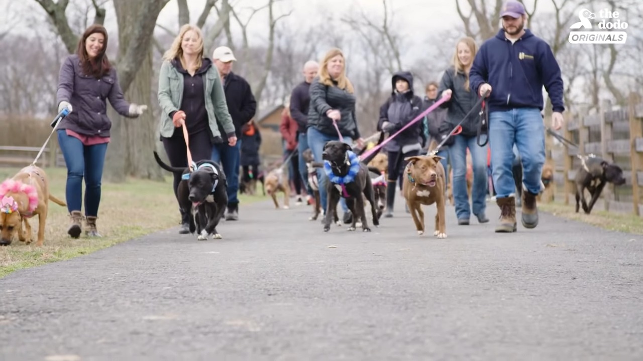 people with their dogs in a walk