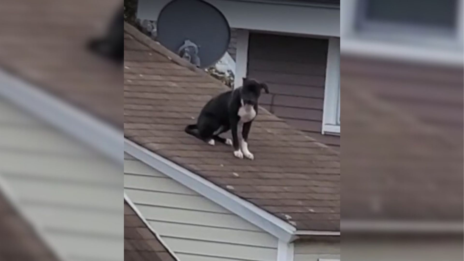 People Witness Real Drama As Man Tries To Save A Dog Stuck On A Steep Roof