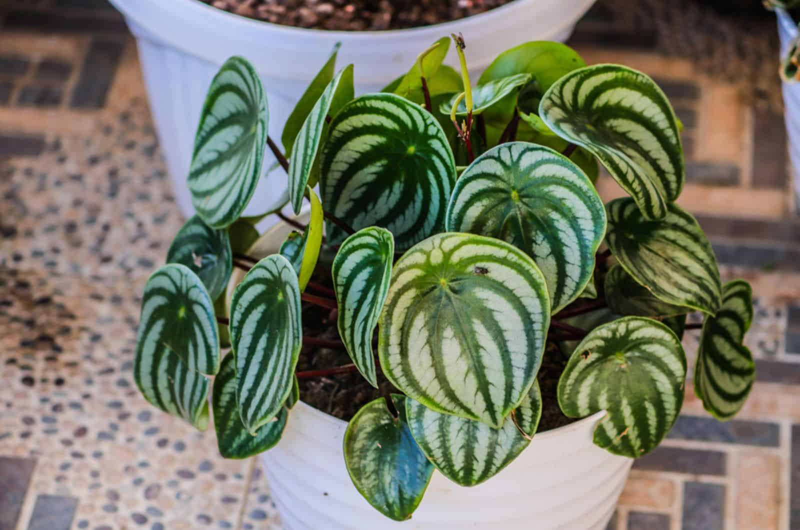 peperomia plant