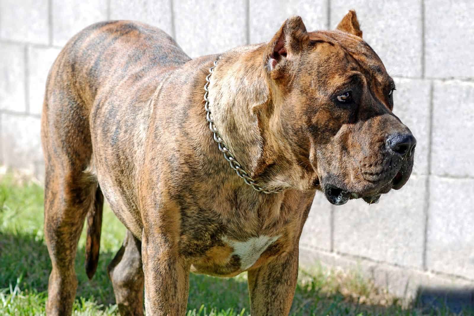 perro de presa canario in virtical full length portrait outdoors standing on the grass near the wall