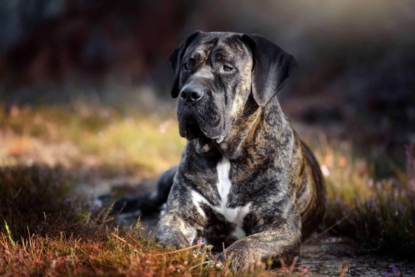 6 Perro De Presa Canario Colors: Patterns You Will Fall For