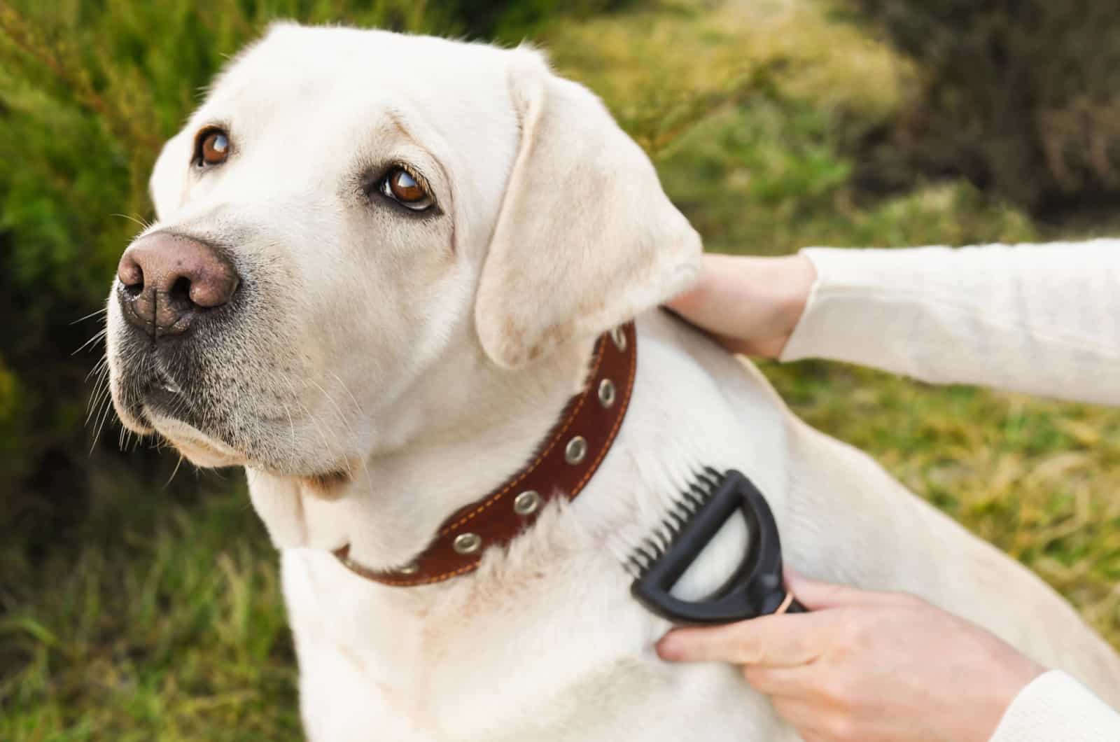 person brushing a labrador