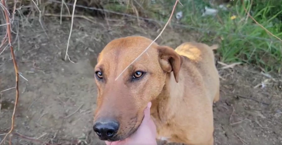 person cuddling a dog in the woods