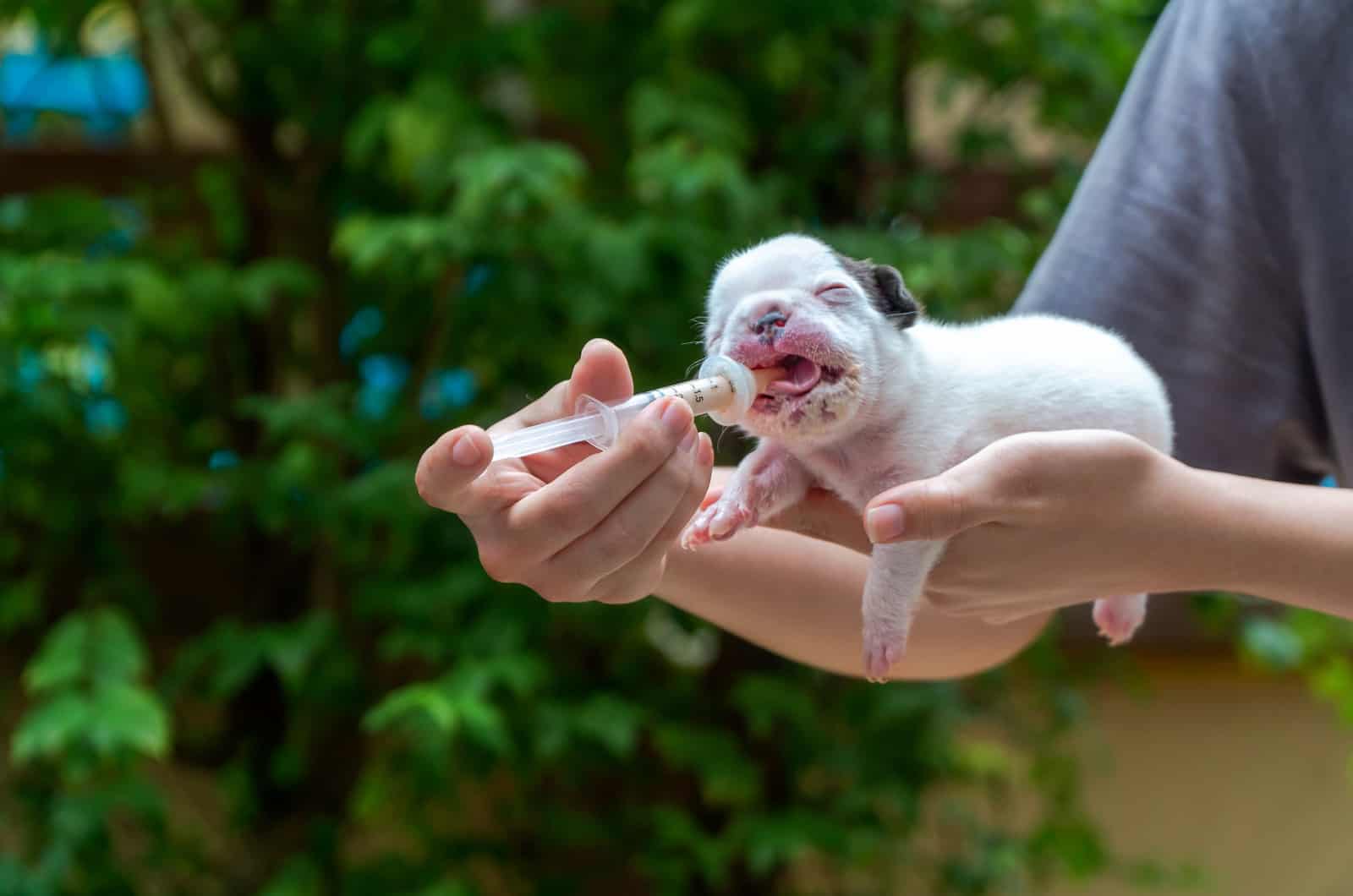 person feeding a newborn french bulldog puppy