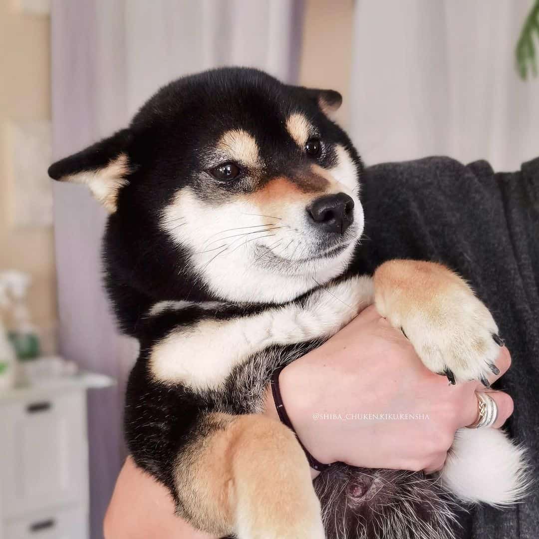 person holding a black shiba inu puppy