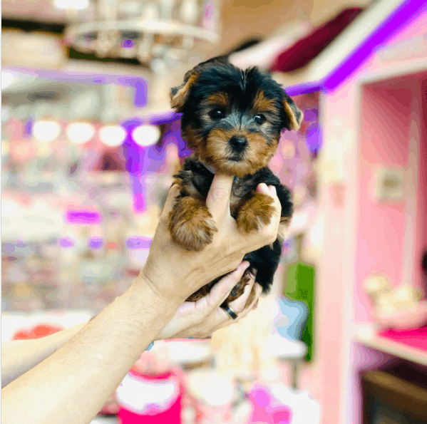 person holding a Teacup Yorkie