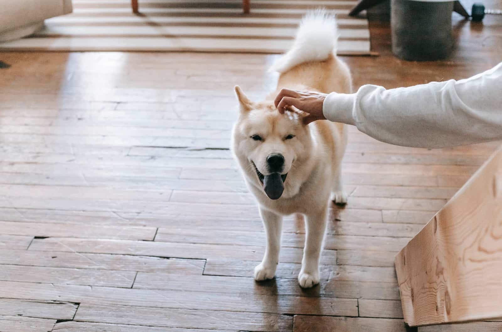 person petting akita inu