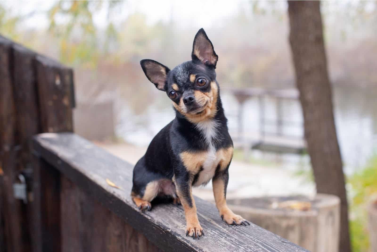 Pet dog Chihuahua on top of the wooden fence near the street