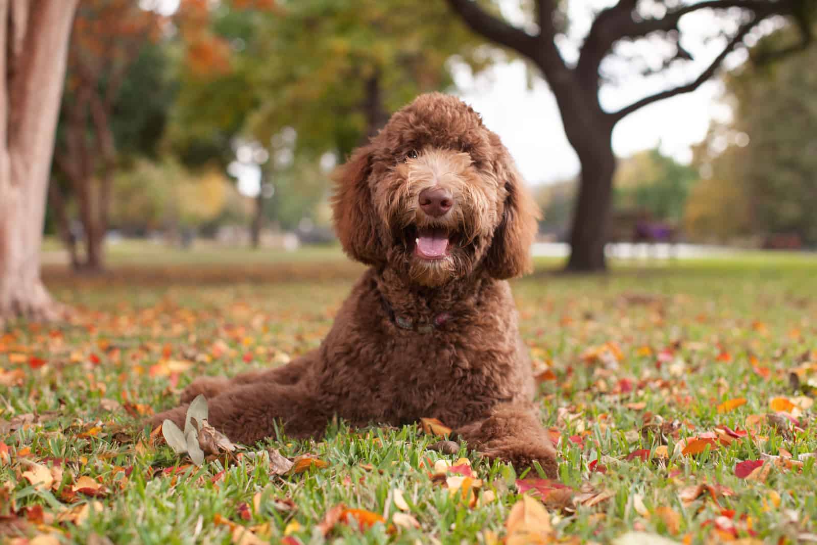 Pet Labradoodle Laying in Autumn Leaves