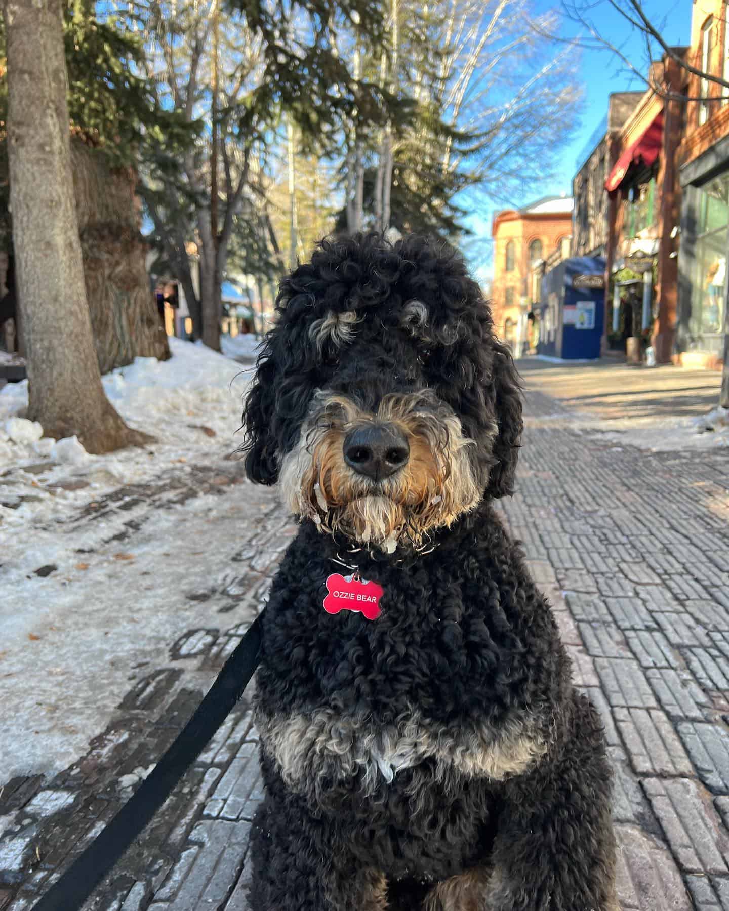 phantom bernedoodle