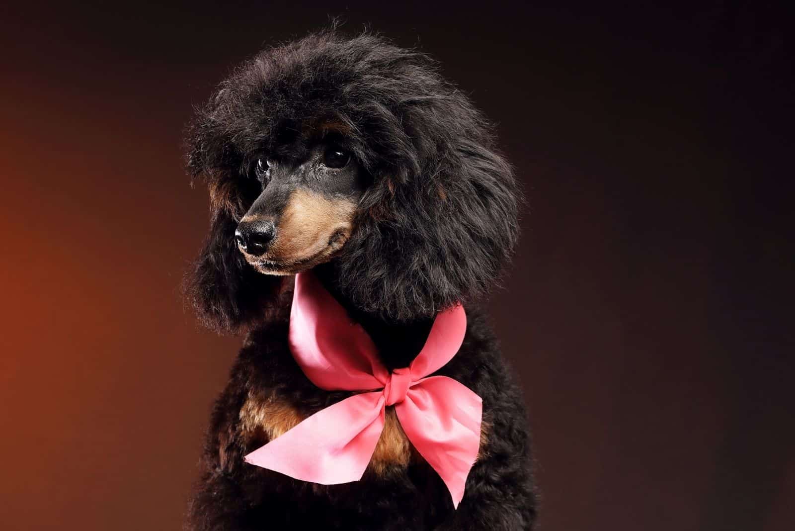 phantom black poodle standing in the dark