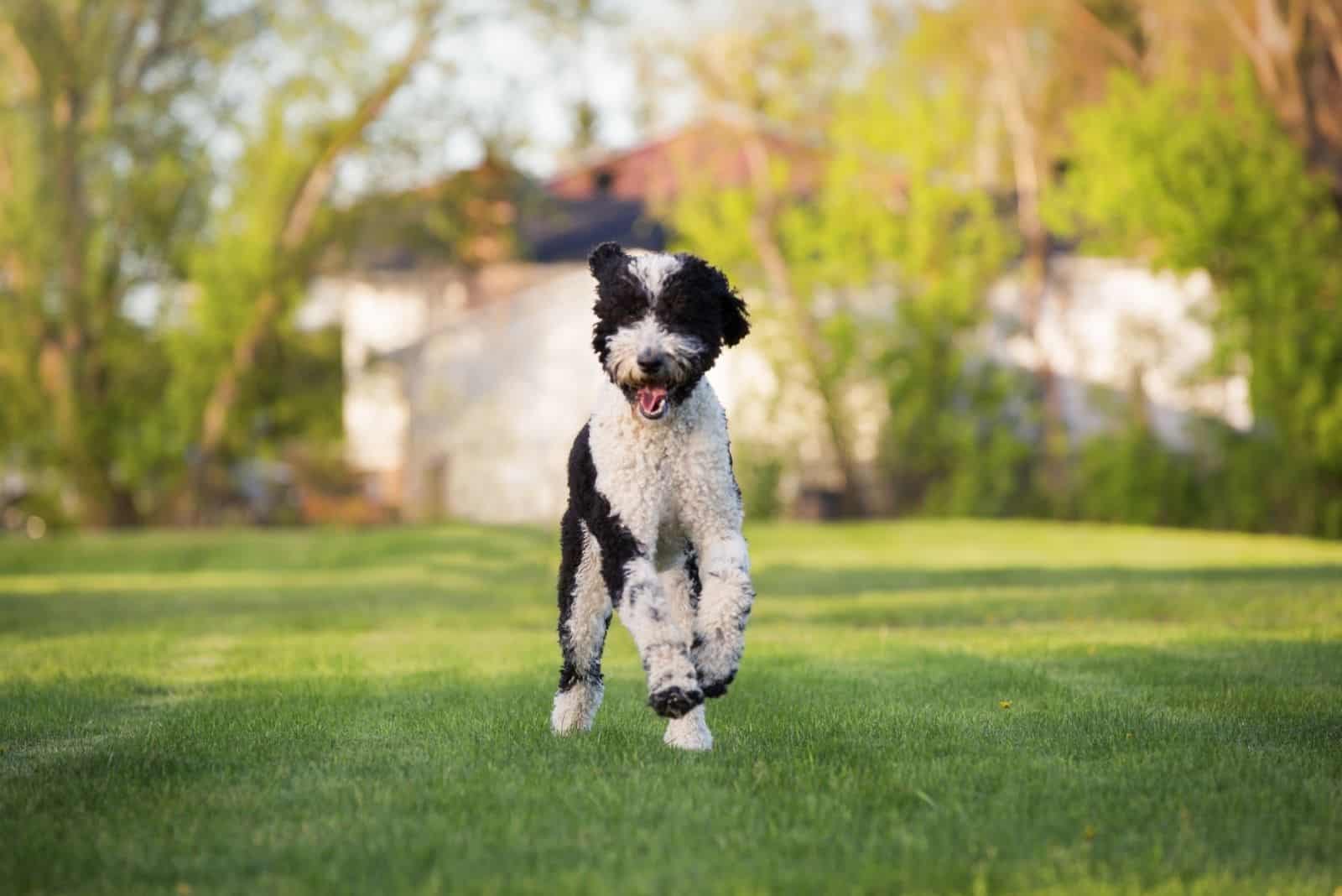 phantom standard bernedoodle running in the ground