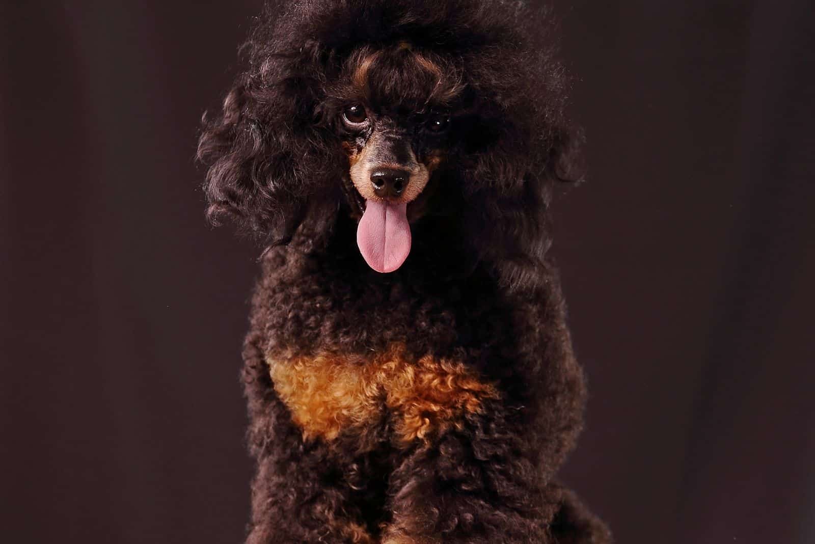 phantom toy puppy poodle in dark room shot