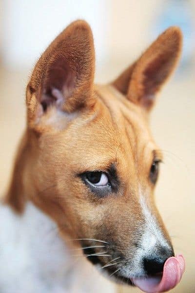 photo of a basenji that looks like a cat