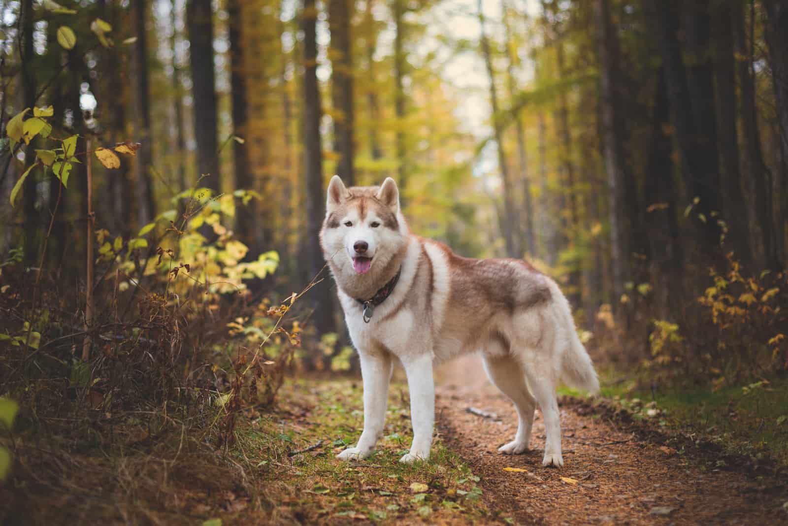 photo of a beautiful siberian husky