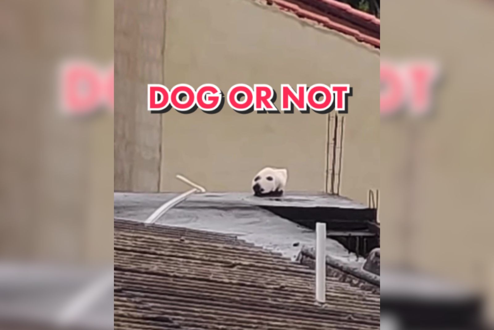 photo of a cat camouflaged into a dogs head on a roof