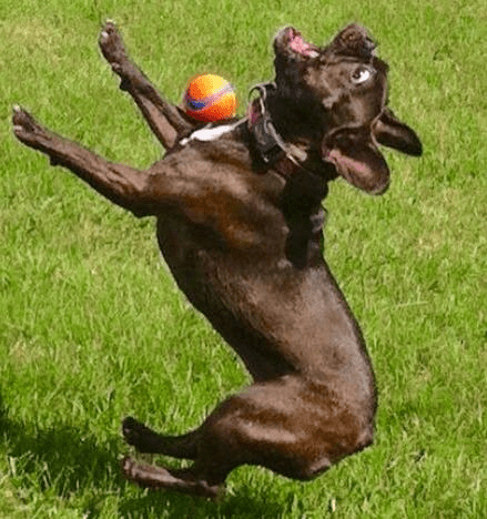 photo of a dog being hit by a ball