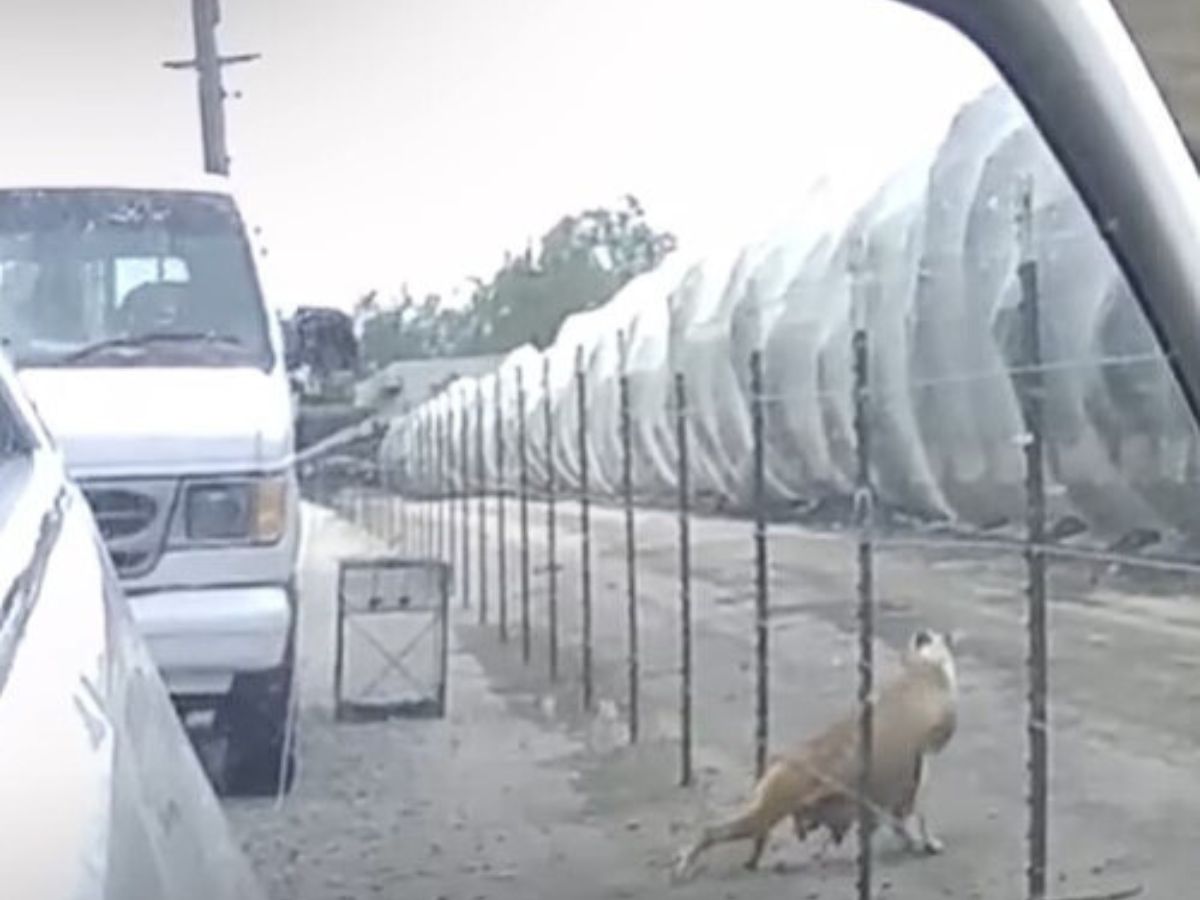 photo of a dog by metal fence