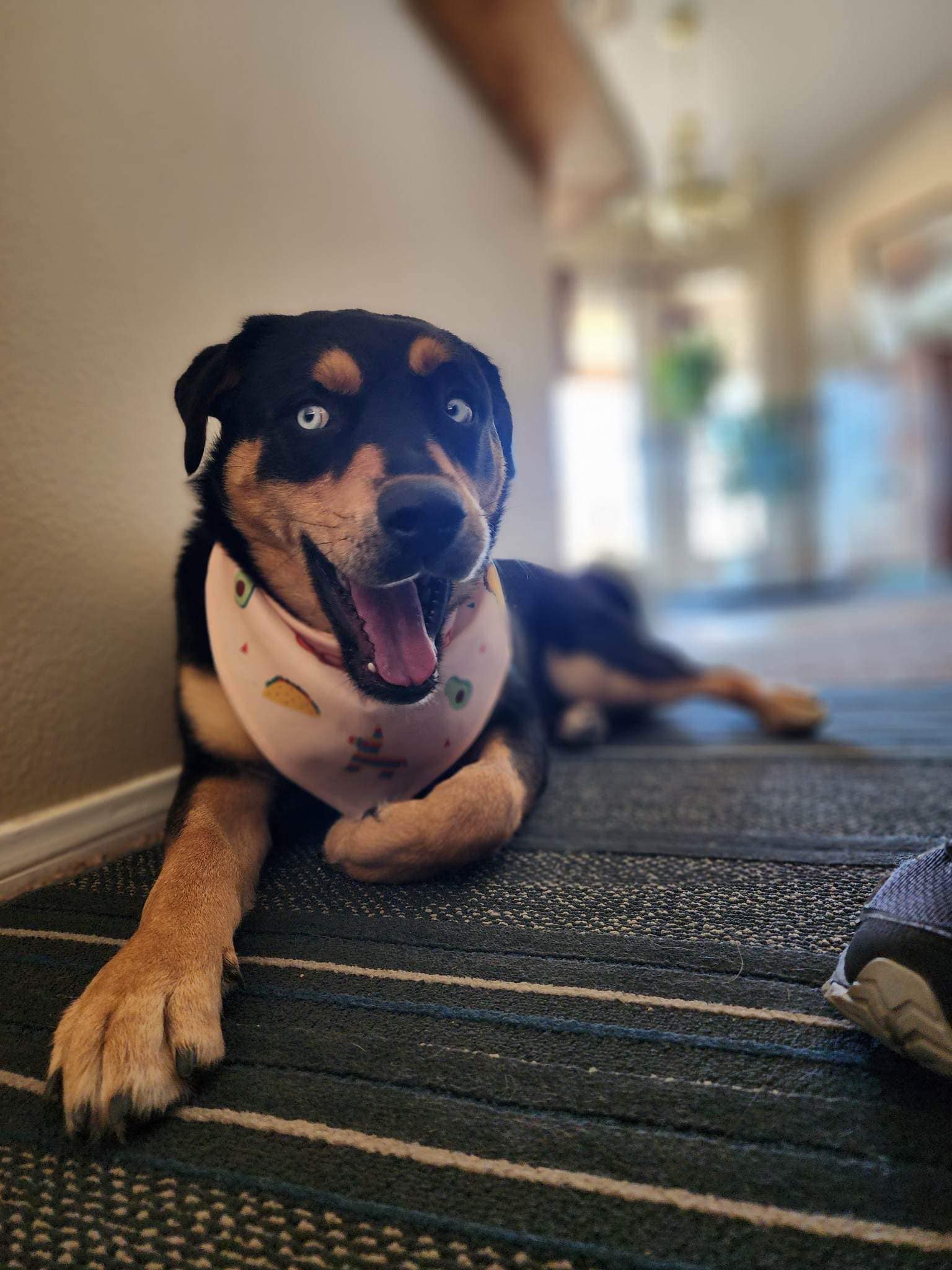 photo of a dog named lucy lying down