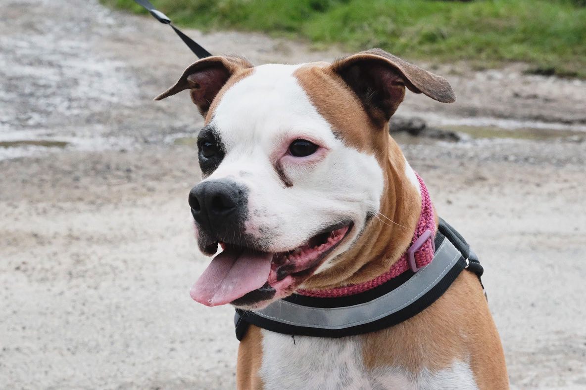 photo of a dog on a leash