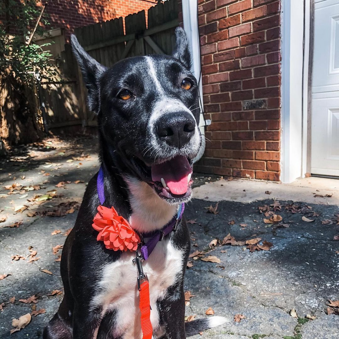 photo of a dog sitting outside