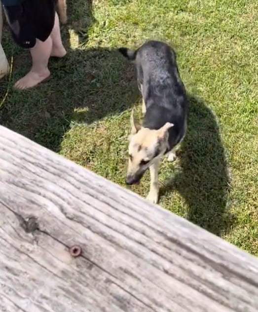 photo of a dog walking on the green grass