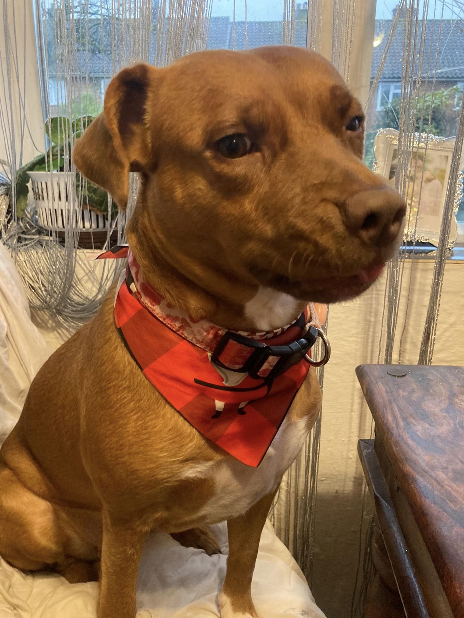 photo of a dog with red bandana