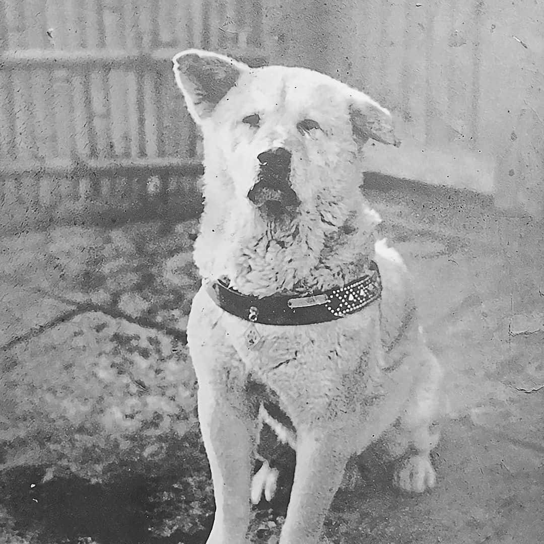 Photo of a famous akita Hatchiko