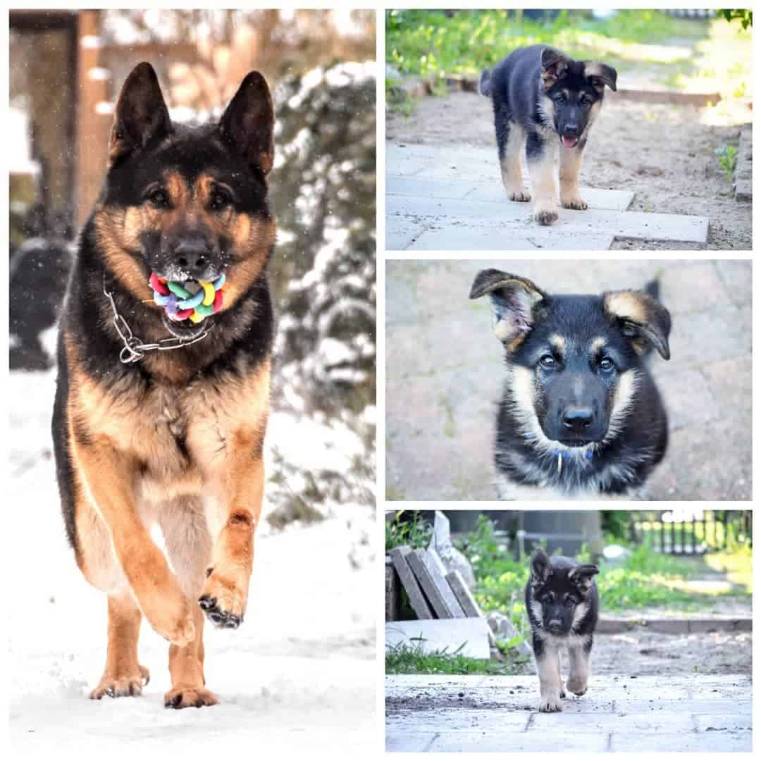 photo of a gsd running while grown and as a puppy