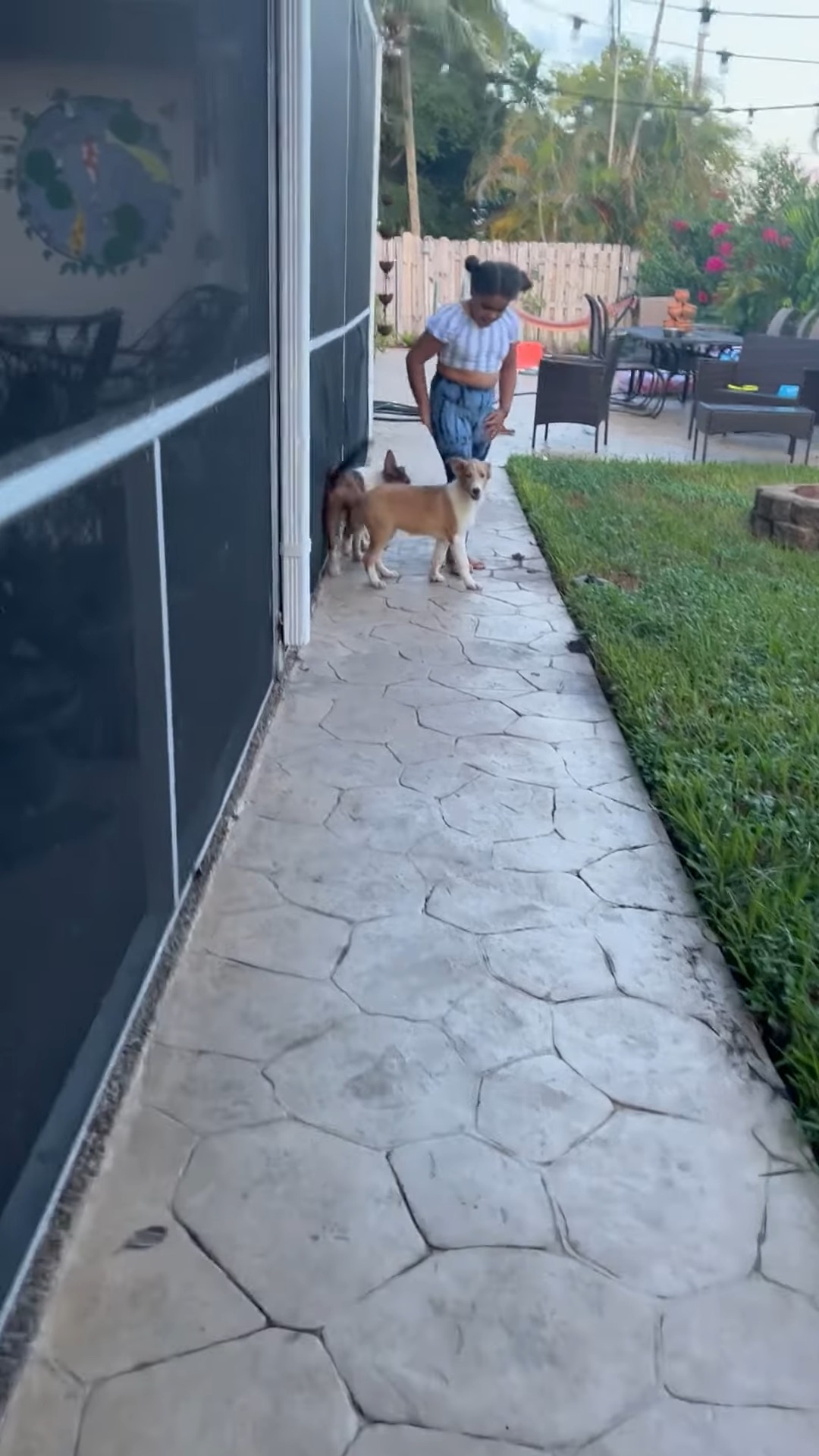 photo of a little girl in the yard with puppies