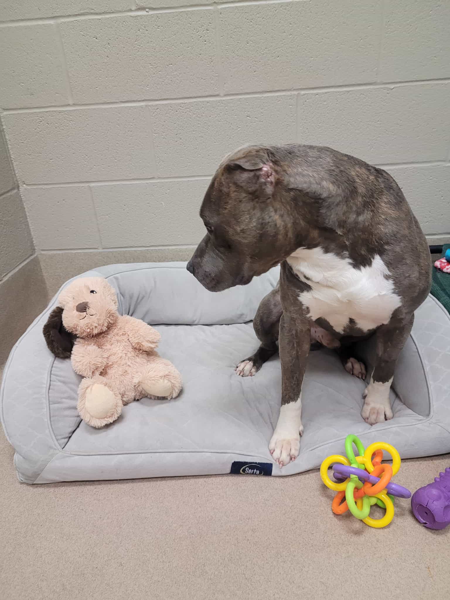 photo of a one-eared pitbull in a shelter