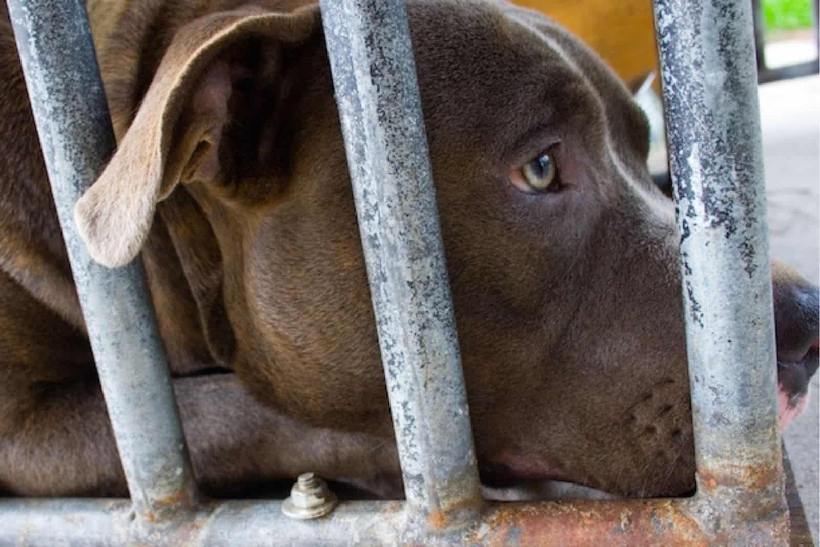 photo of a sad dog at the shelter