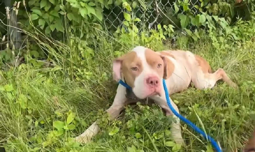 photo of a scared dog lying in grass