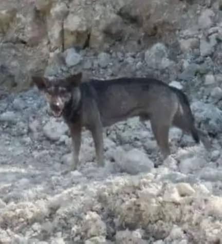 Photo of a superhero dog Blacky