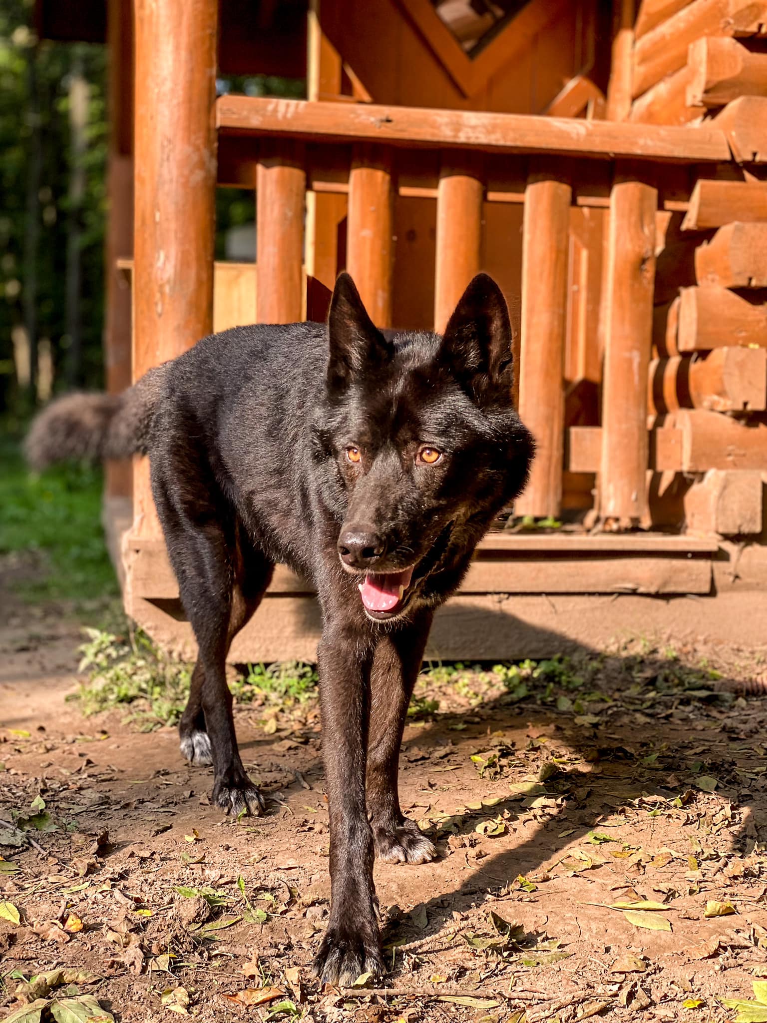 photo of a wolf dog