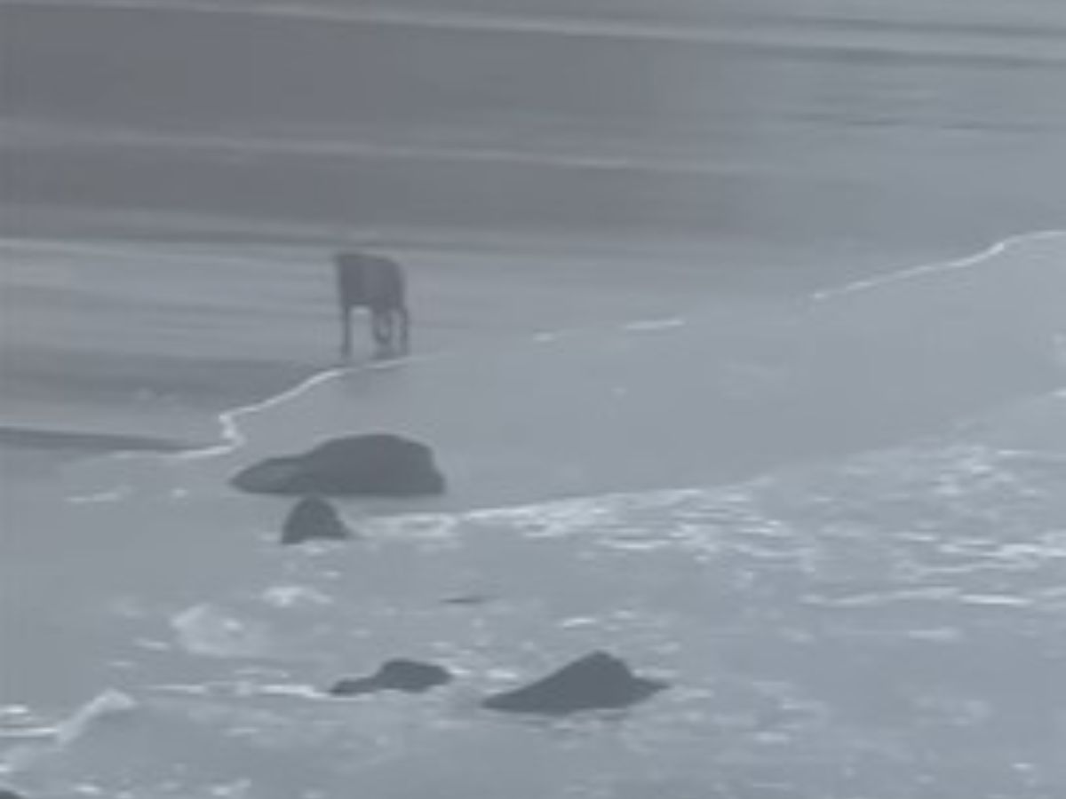 photo of abandoned dog at the beach