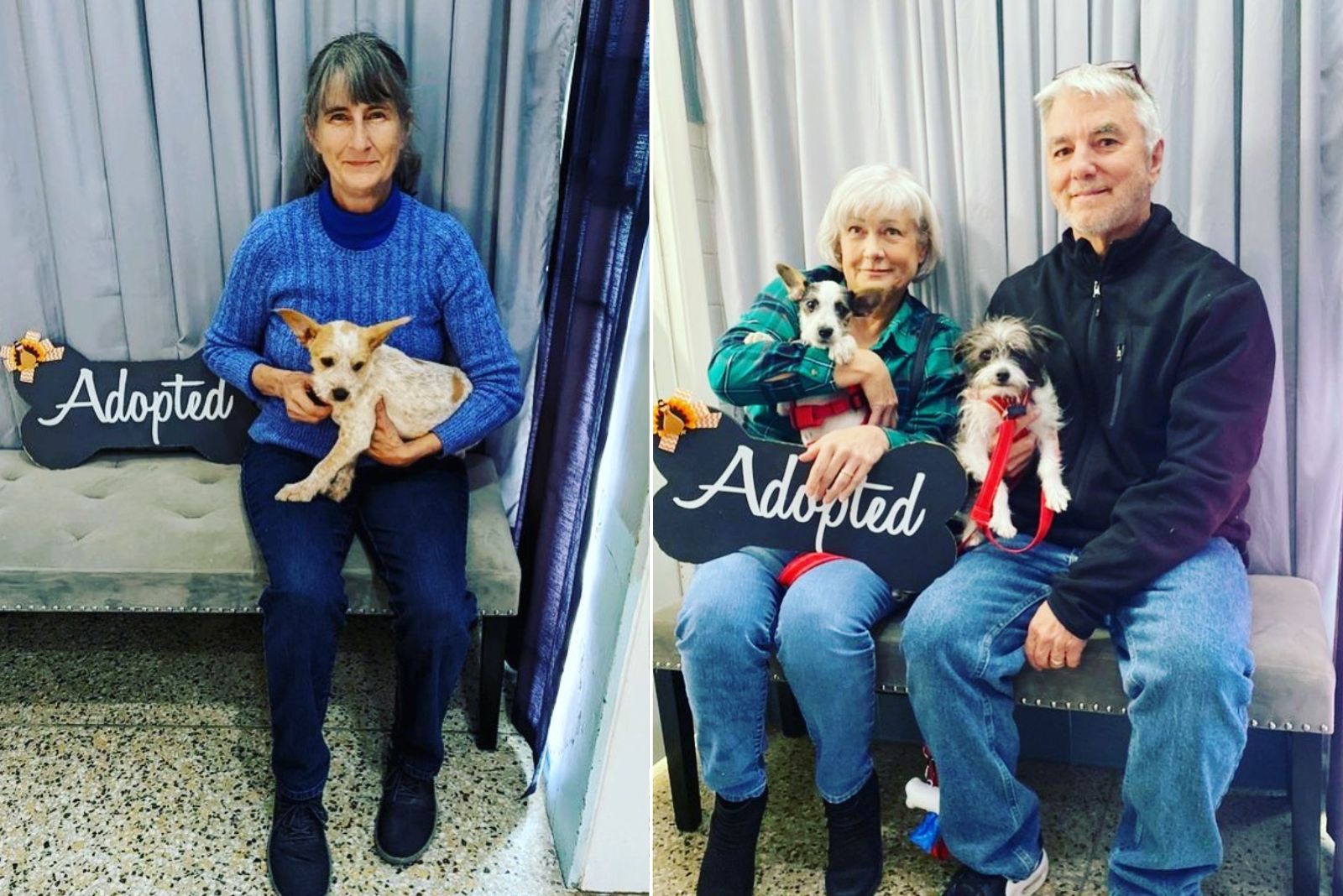 photo of adopted dogs with their new families