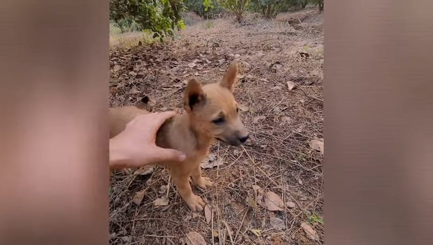 photo of an abandoned puppy