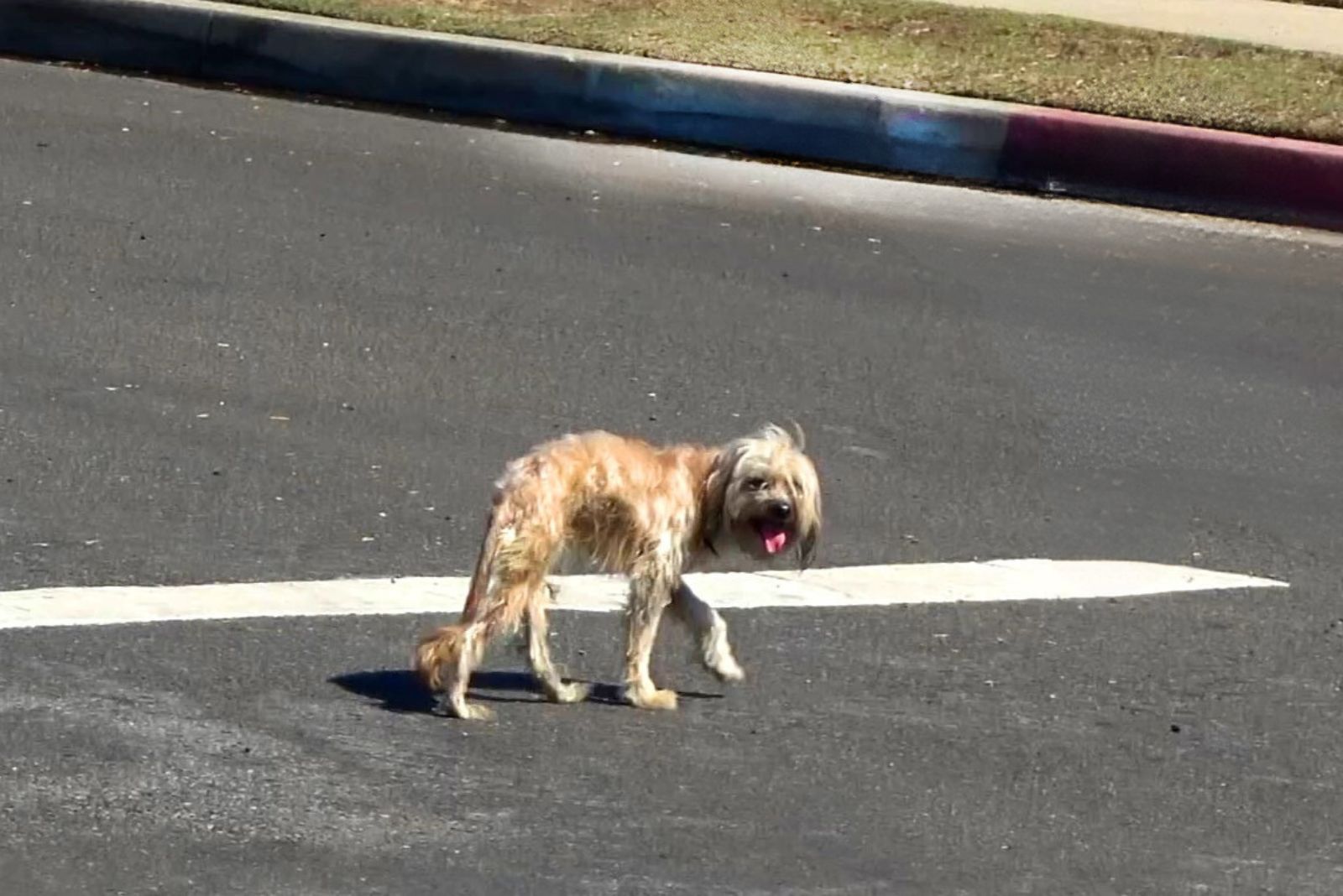 photo of an injured dog