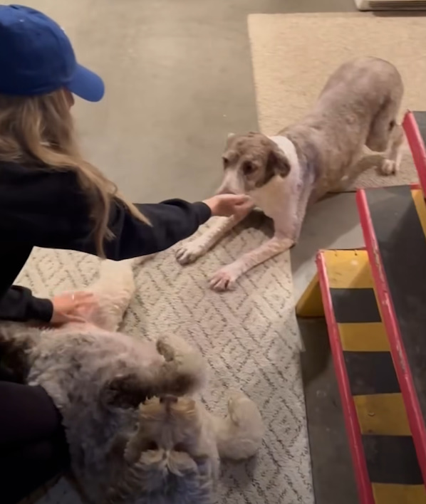 photo of aussiedoodle and woman on the floor